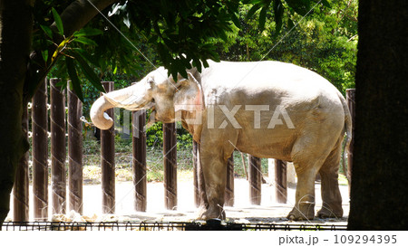 インドゾウ 109294395