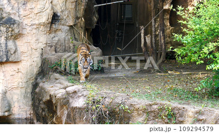 虎トラとら 109294579