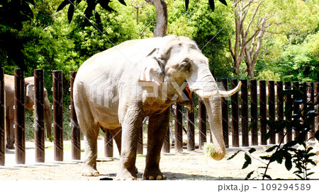 インドゾウ 109294589