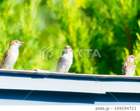 若いスズメが屋根に沢山集まってきた 若いスズメが屋根に沢山集まってきた 109294721