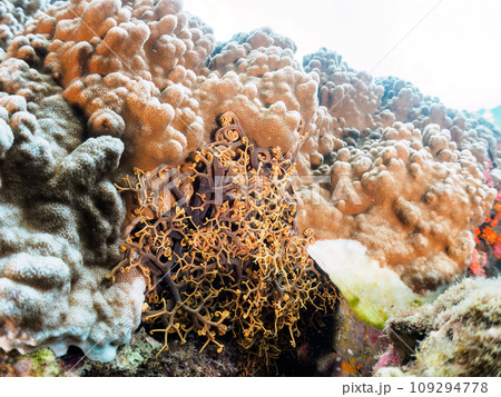 ヒリゾ浜の不思議で大きなテヅルモヅル(テヅルモヅル科)。 静岡県伊豆半島賀茂郡南伊豆町中木から渡し ヒリゾ浜の不思議で大きなテヅルモヅル(テヅルモヅル科)。 静岡県伊豆半島賀茂郡南伊豆町中木から渡し 109294778