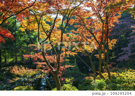 東京都　殿ヶ谷戸庭園（とのがやとていえん）　次郎弁天池の紅葉　都立庭園 109295204