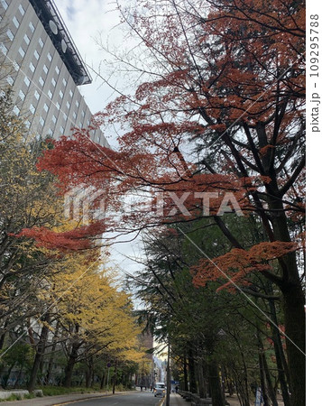 紅葉した街路樹 紅葉した街路樹 109295788