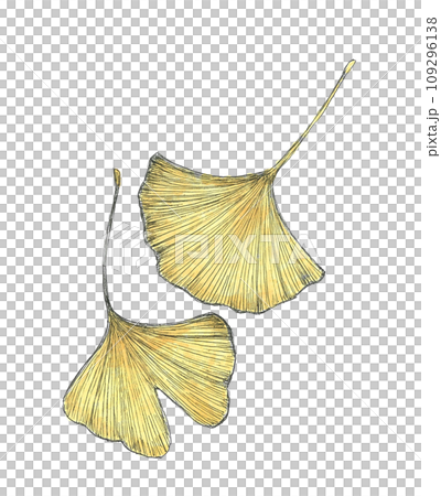 Hand-drawn illustration of ginkgo leaves 109296138