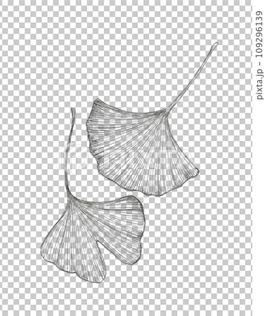 銀杏の葉っぱの手描きイラスト 銀杏の葉っぱの手描きイラスト 109296139