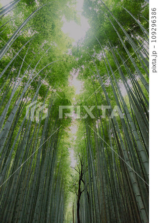 京都-竹林-02 京都-竹林-02 109296386