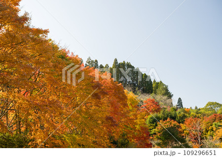 秋の紅葉が美しい鹿児島県日置市伊集院の風景 109296651