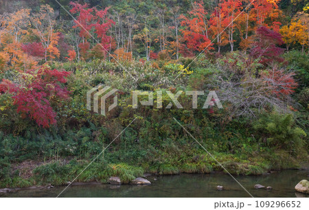 秋の紅葉が美しい鹿児島県日置市伊集院の風景 109296652