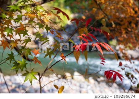 秋の紅葉が美しい鹿児島県日置市伊集院の風景 秋の紅葉が美しい鹿児島県日置市伊集院の風景 109296674