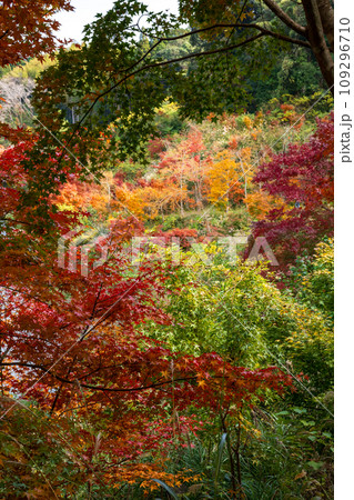 秋の紅葉が美しい鹿児島県日置市伊集院の風景 109296710