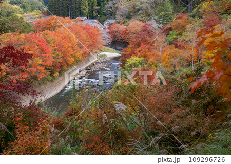 秋の紅葉が美しい鹿児島県日置市伊集院の風景 秋の紅葉が美しい鹿児島県日置市伊集院の風景 109296726
