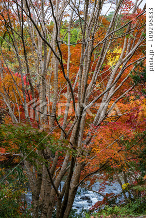 秋の紅葉が美しい鹿児島県日置市伊集院の風景 109296833