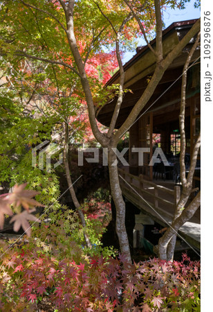 秋の紅葉が美しい鹿児島県日置市伊集院の風景 109296876