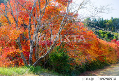 秋の紅葉が美しい鹿児島県日置市伊集院の風景 109296918