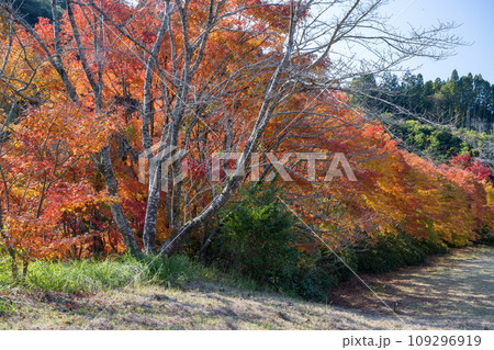 秋の紅葉が美しい鹿児島県日置市伊集院の風景 109296919