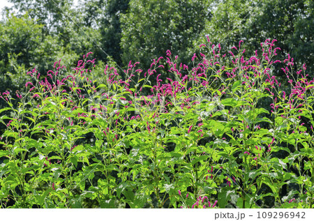 オオケダデ 109296942