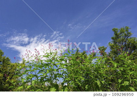 オオケダデ オオケダデ 109296950