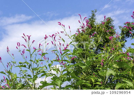 オオケダデ 109296954