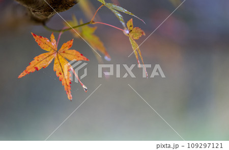 秋の紅葉が美し菊池神社の風景 秋の紅葉が美し菊池神社の風景 109297121