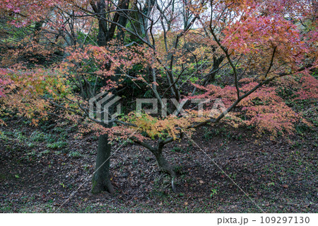 秋の紅葉が美し菊池神社の風景 秋の紅葉が美し菊池神社の風景 109297130