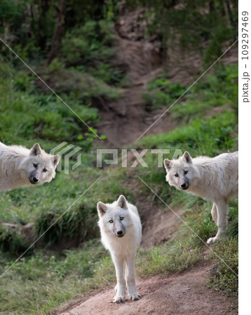 young small polar wolfs standing against the background of green grass young small polar wolfs standing against the background of green grass 109297469