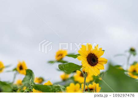 花 フラワー お花 109297476