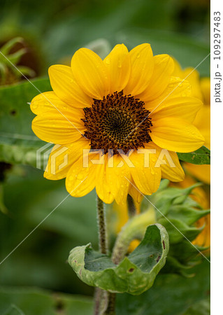 花 フラワー お花 109297483