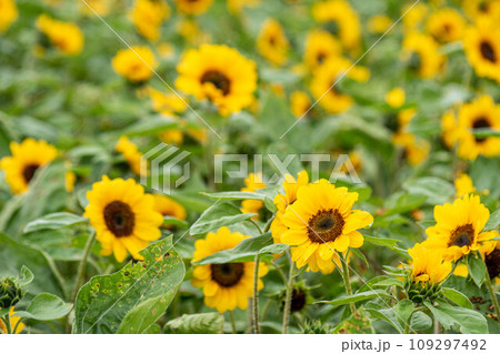 花 フラワー お花 109297492