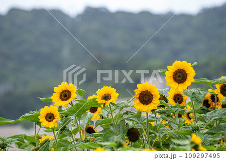 花 フラワー お花 109297495