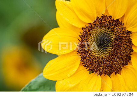 花 フラワー お花 109297504
