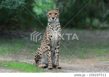 sitting cheetah sitting on the background of the forest 109297511