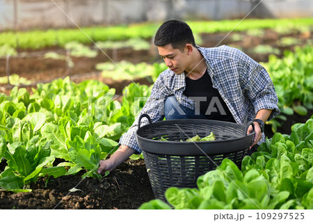 Portrait of handsome male farmer harvesting organic lettuce on plantation 109297525