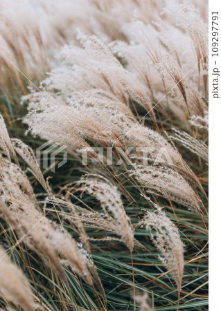 Abstract natural background of soft plants Cortaderia selloana. Pampas grass on a blurry bokeh, Dry reeds boho style. Fluffy stems of tall grass in winter 109297791