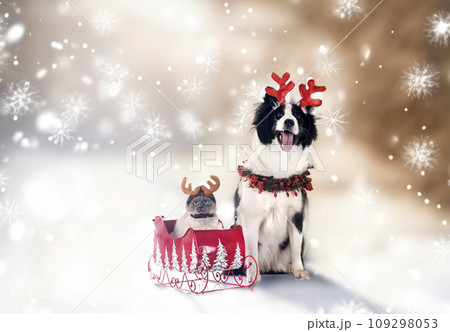 young Yakutian Laika and siamese cat young Yakutian Laika and siamese cat 109298053