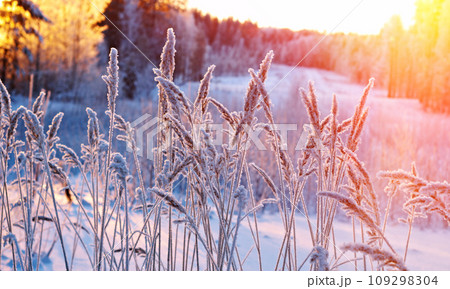 Winter scene Winter scene 109298304