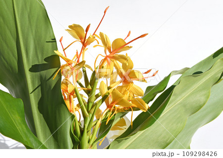 ジンジャーリリー（肉色縮砂） 109298426