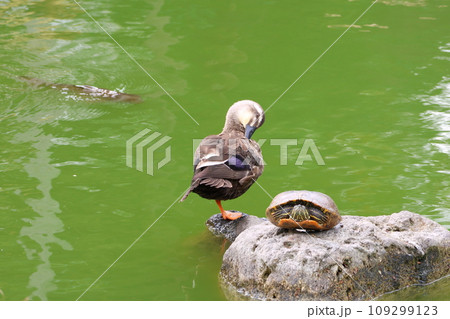 亀戸天神菊まつり　心字池のカモとカメ　東京都江東区亀戸 109299123