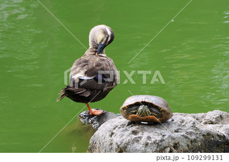 亀戸天神菊まつり　心字池のカモとカメ　東京都江東区亀戸 109299131