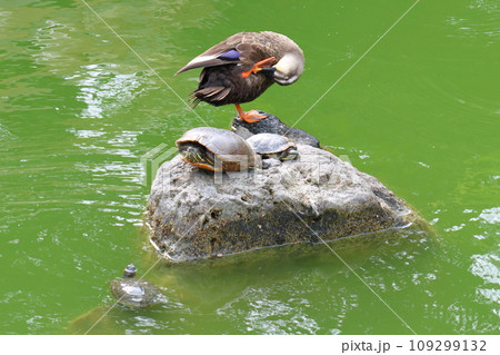 亀戸天神菊まつり　心字池のカモとカメ　東京都江東区亀戸 109299132