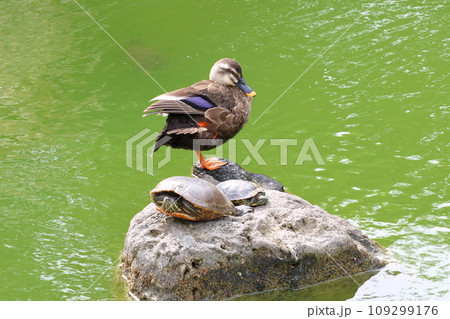 亀戸天神菊まつり 心字池のカモとカメ 東京都江東区亀戸 亀戸天神菊まつり 心字池のカモとカメ 東京都江東区亀戸 109299176