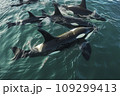 Animal wildlife nature aerial shot, natural background. 109299413