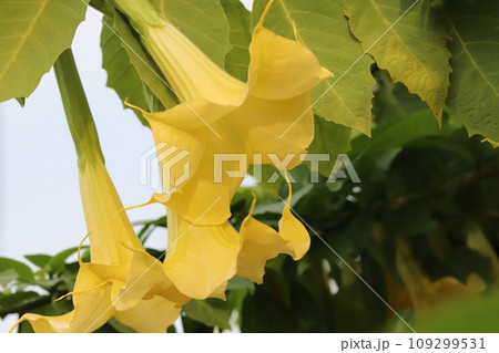 秋の庭に咲く黄色いエンゼルトランペットの花の写真素材 [109299531] - PIXTA