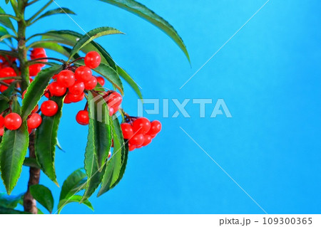 縁起植物万両の可愛い赤い実 109300365