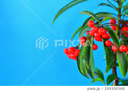 縁起植物万両の可愛い赤い実 109300366