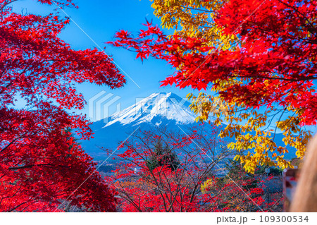 【富士山素材】紅葉時期の新倉山浅間公園【山梨県】 109300534
