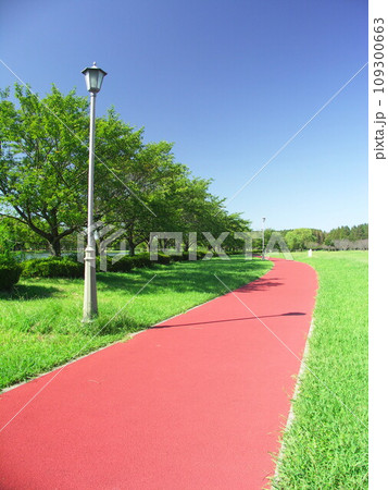 初秋の桜並木と赤い散策利のあるみさと公園風景 109300663