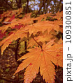 紅葉したカエデの葉 109300851
