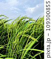 空に向かって伸びる草 109300855