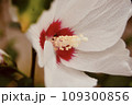 白いハイビスカス 109300856