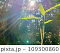 太陽に照らされた新芽 109300860